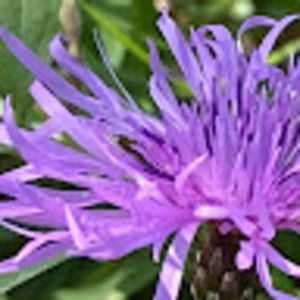 Meet your Posher, Barb